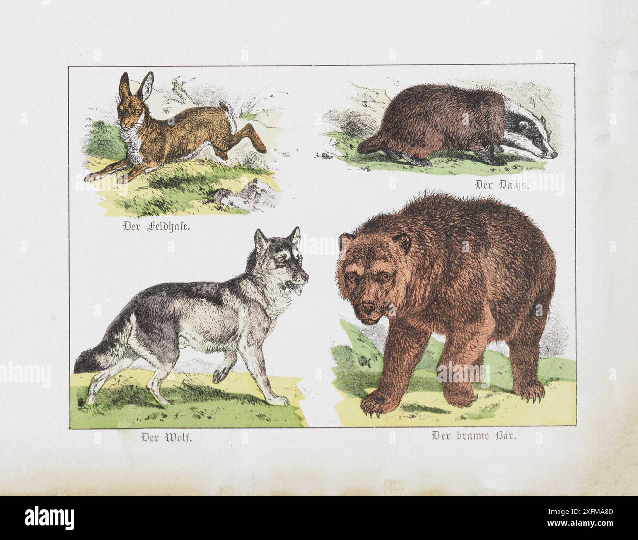 Color lithograph of wild animals. Part V. Germany, 1870 hare, badger, wolf, bear. Stock Photo