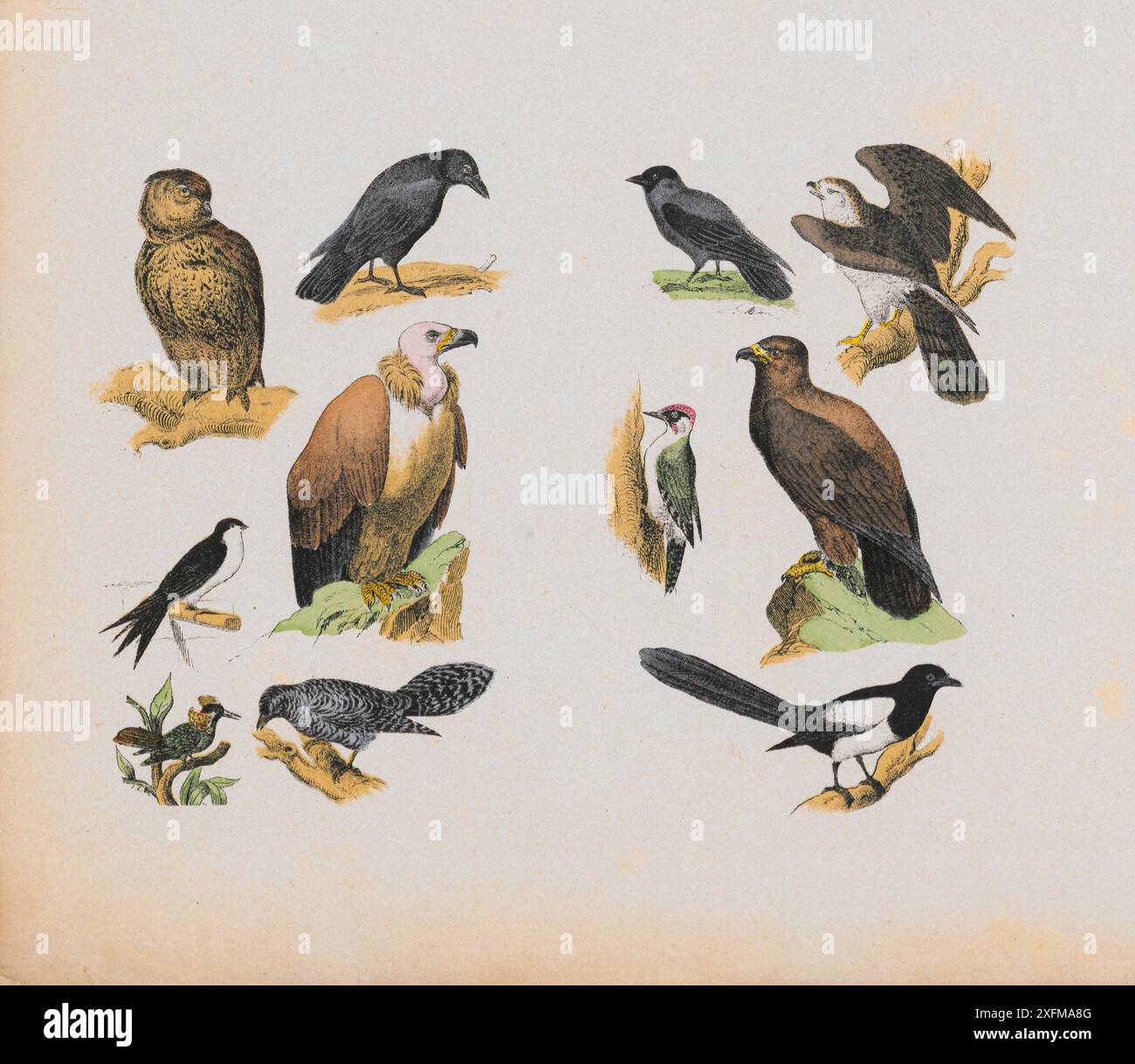 Color lithograph of wild birds. Germany, 1870 Owl, raven, vulture, swallow, cuckoo, crow, hawk ...