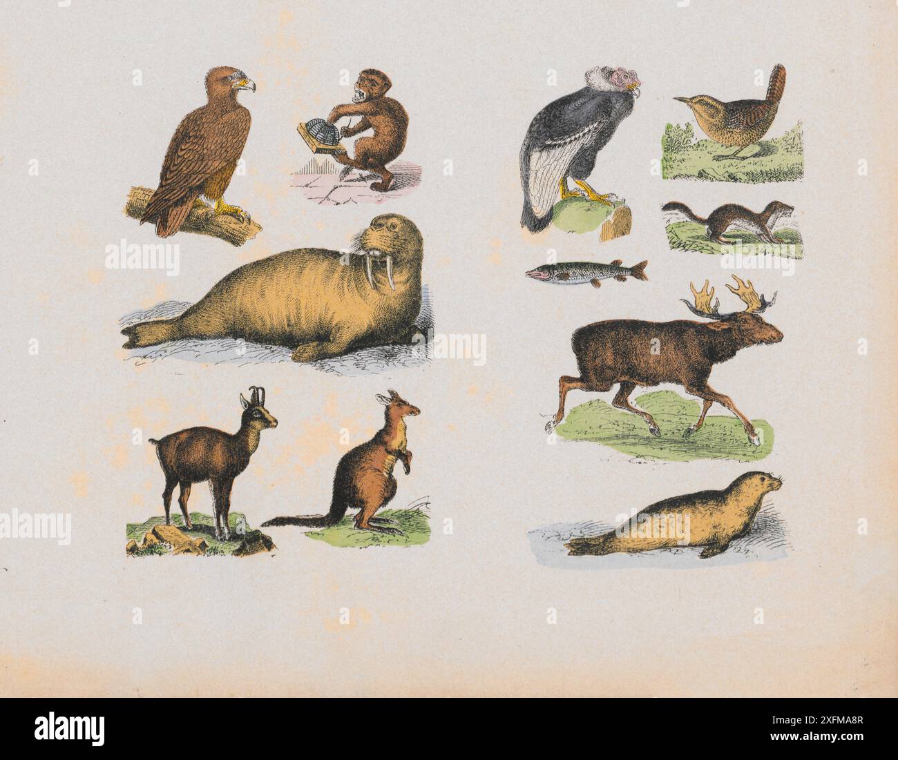 Walrus illustration hi-res stock photography and images - Page 2