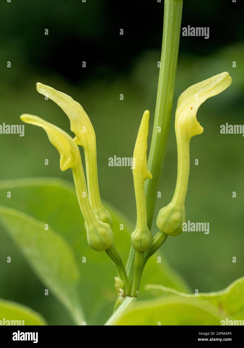 Birthwort aristolochia clematitis flowers hi-res stock photography and ...