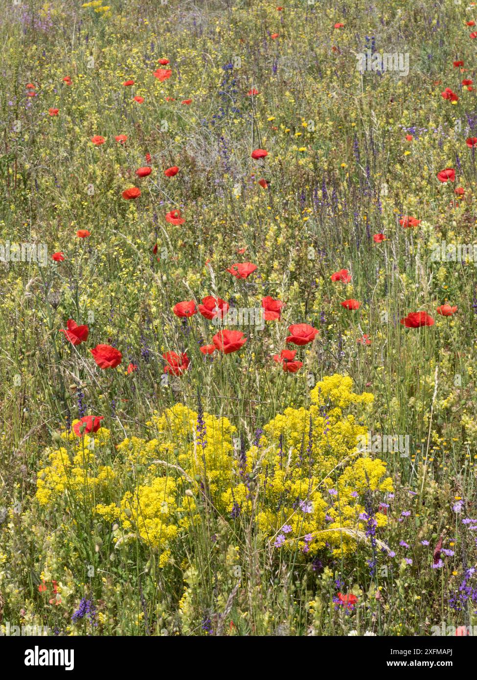 Woad (Isatis tinctoria) growing with poppies. Campo Imperatore, Abruzzo ...