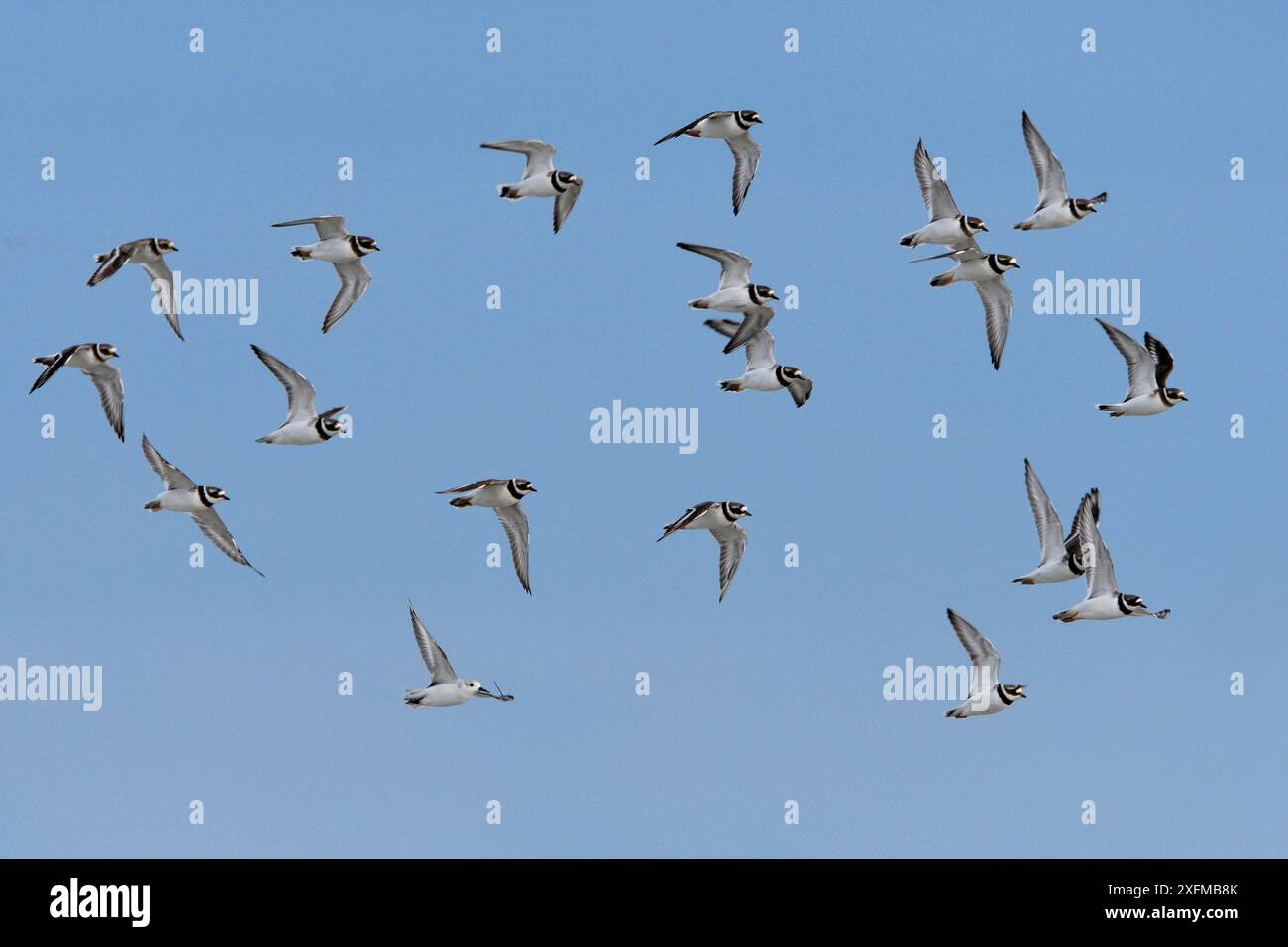 Little ringed plover (Charadrius dubius) flock in flight, Baie de ...