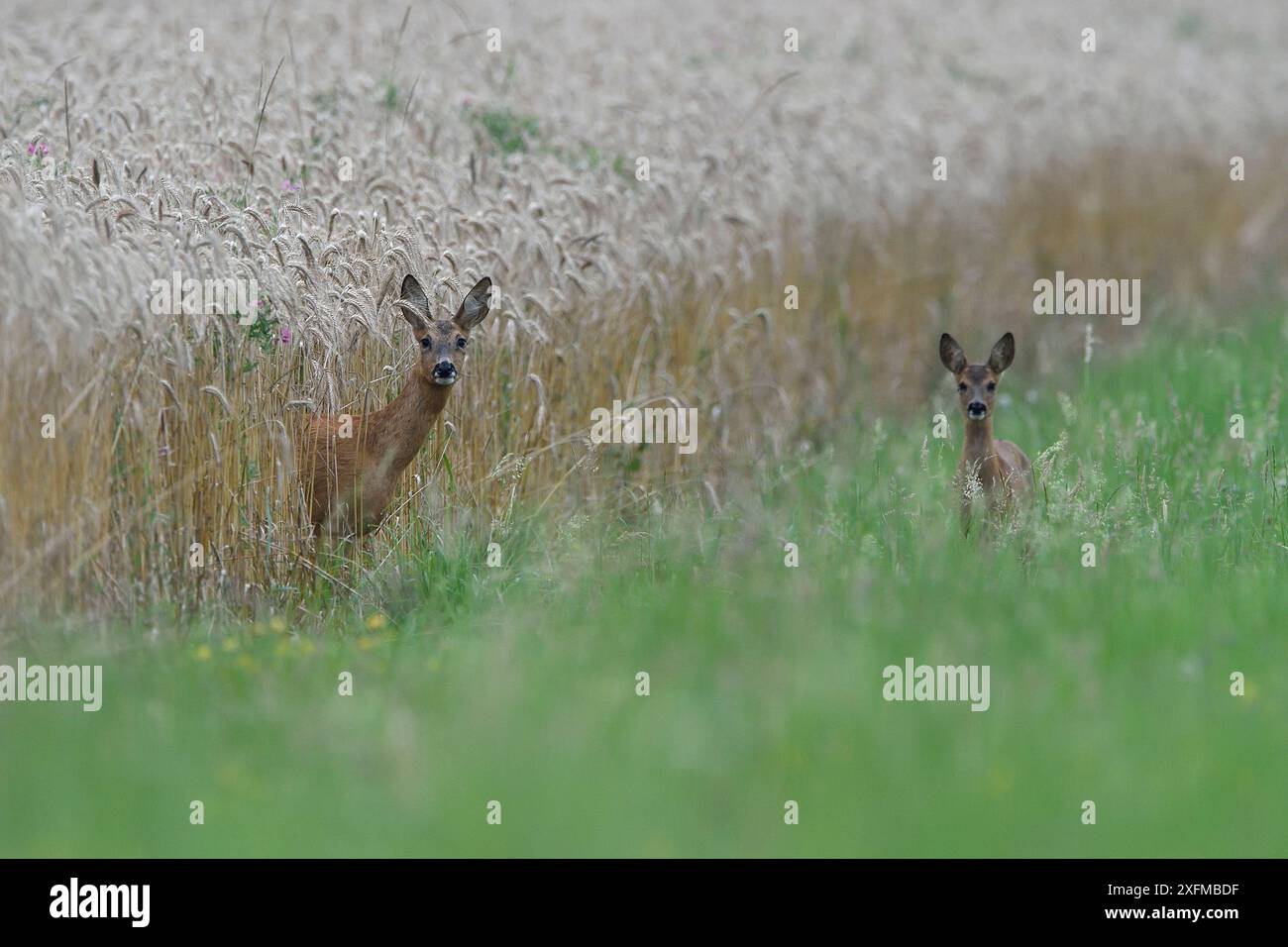 Roe deer fawns and france hi-res stock photography and images - Alamy