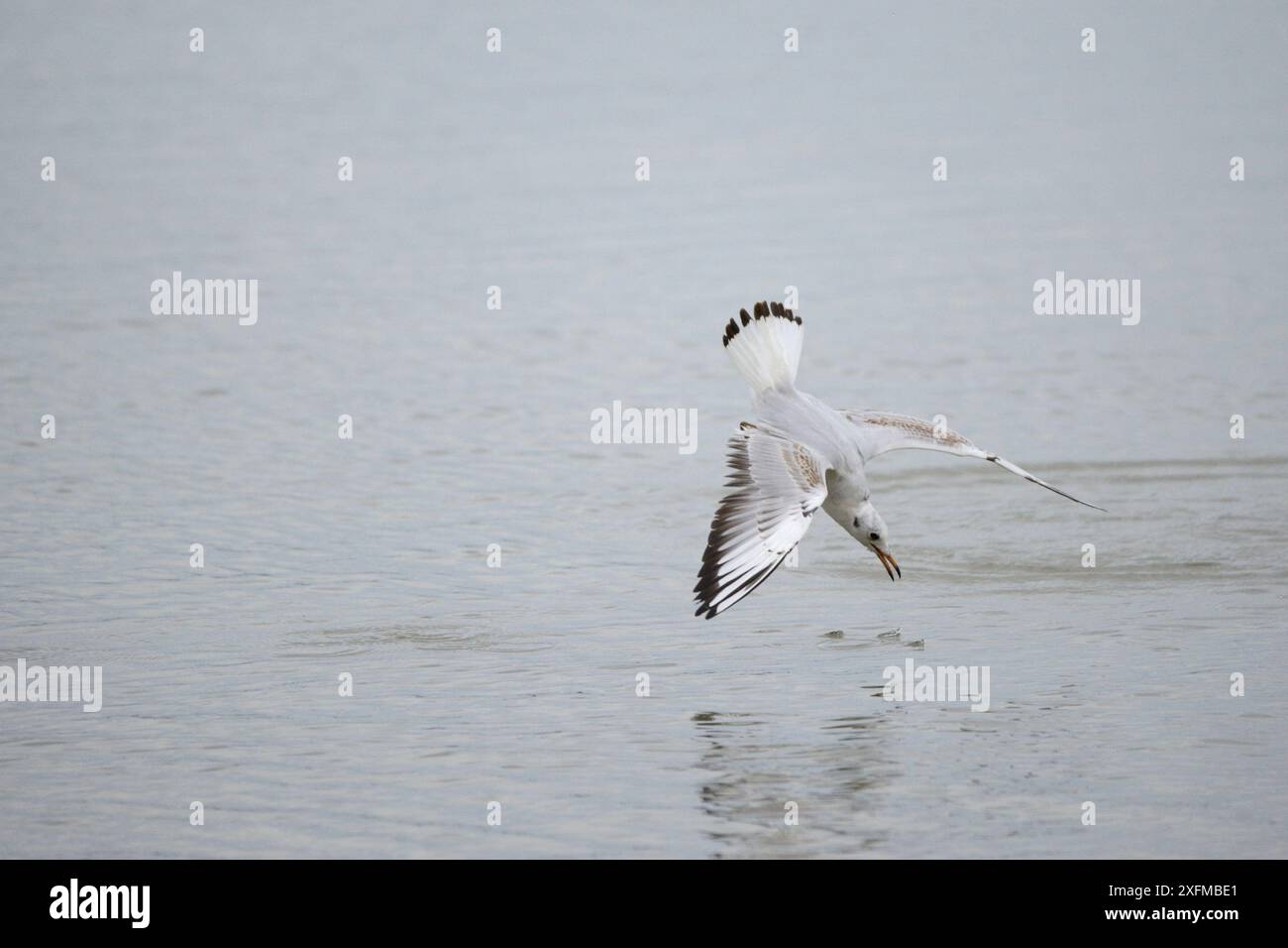 Black-headed gull (Chroicocephalus ridibundus) diving for food, Lac du Der, France, November. Stock Photo