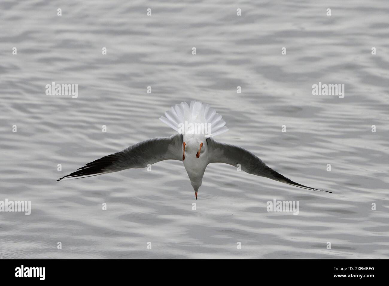 Black-headed gull (Chroicocephalus ridibundus) Lac du Der, France, November. Stock Photo