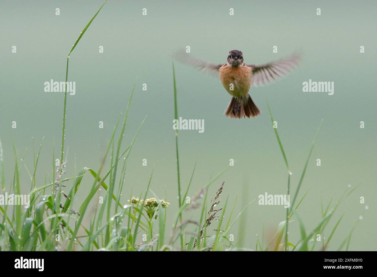 Stonechat In Flight Stonechat flying hi-res stock photography and images - Alamy