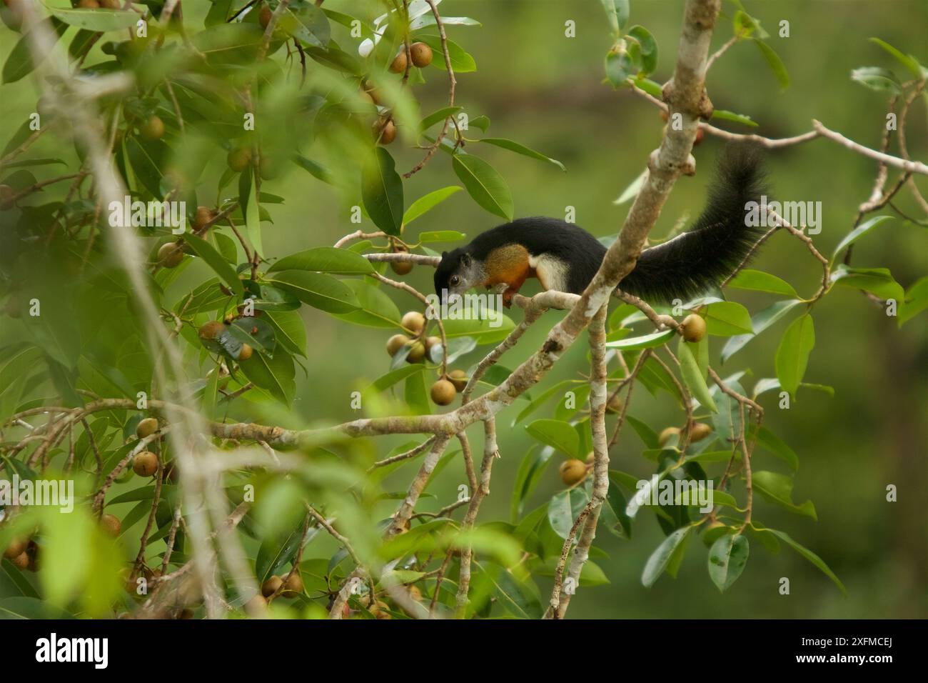 Prevost's squirrel (Callosciurus prevostii) in a strangler fig tree ...