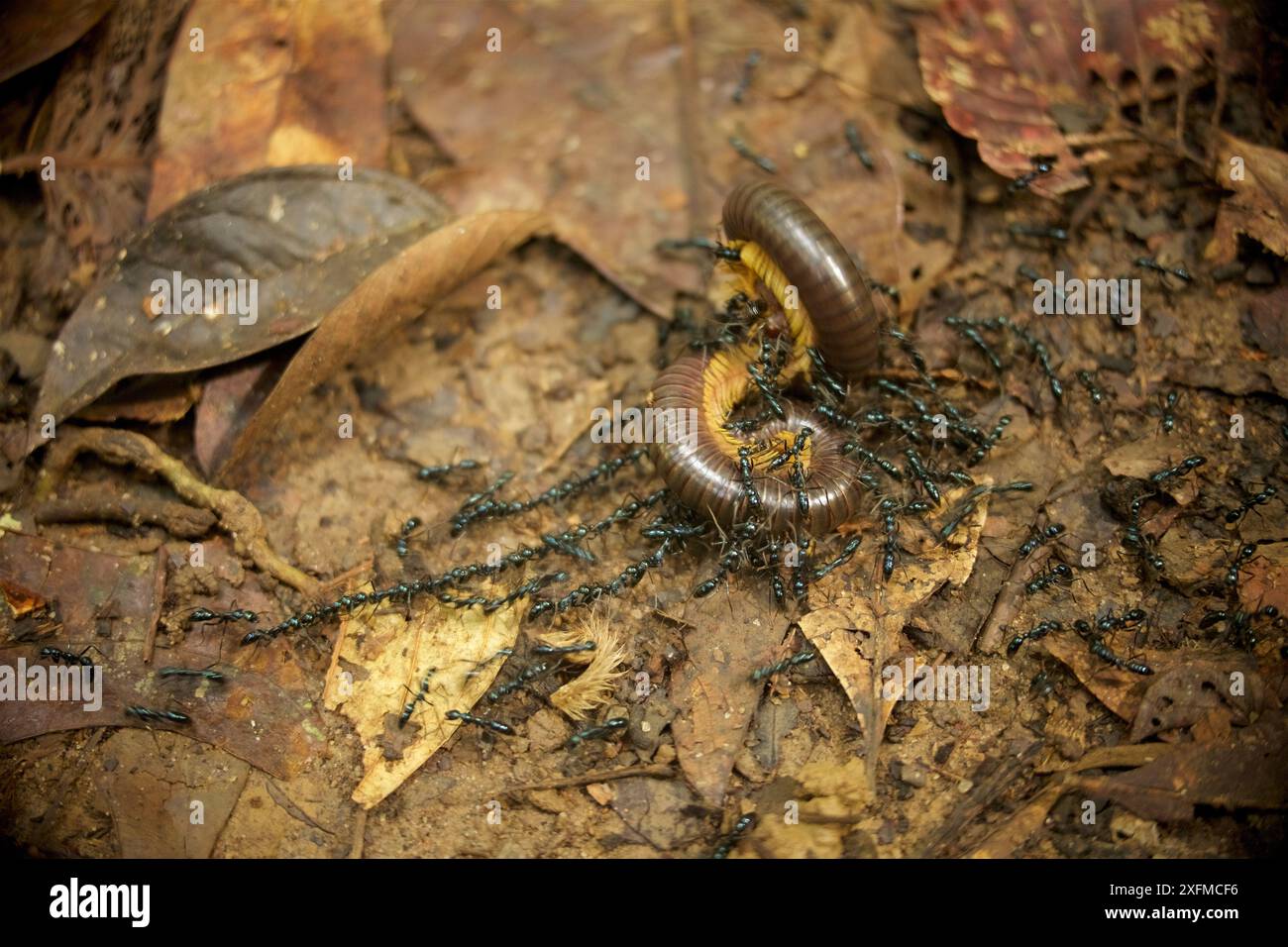 Predating Ants (Leptogenys sp.) predating millipede, Cabang Panti Research ...