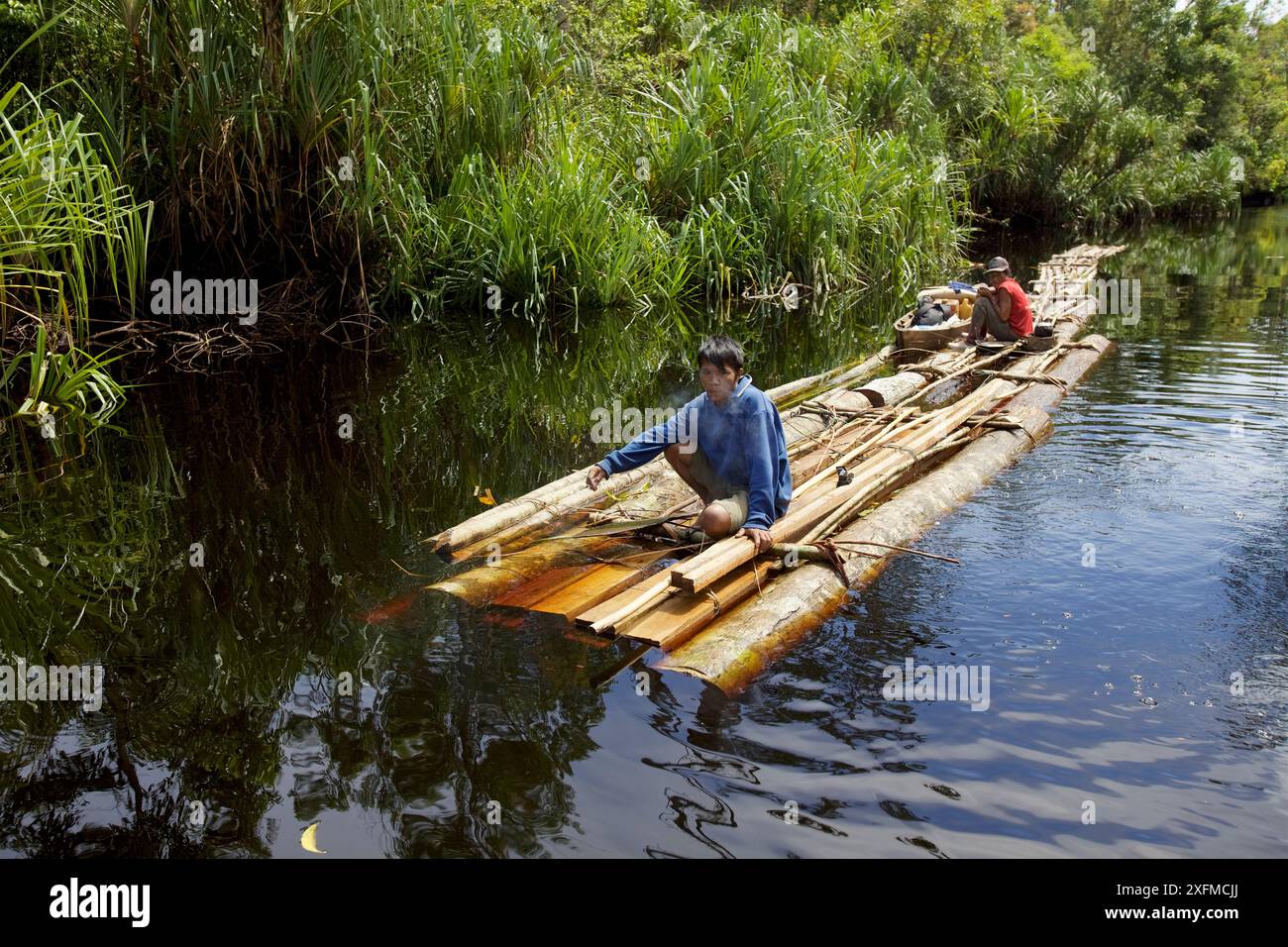 Loggers floating wood, Most likely cut illegally inside the park, down the Rantau Panjang River, Gunung Palung National Park, Borneo. Stock Photo