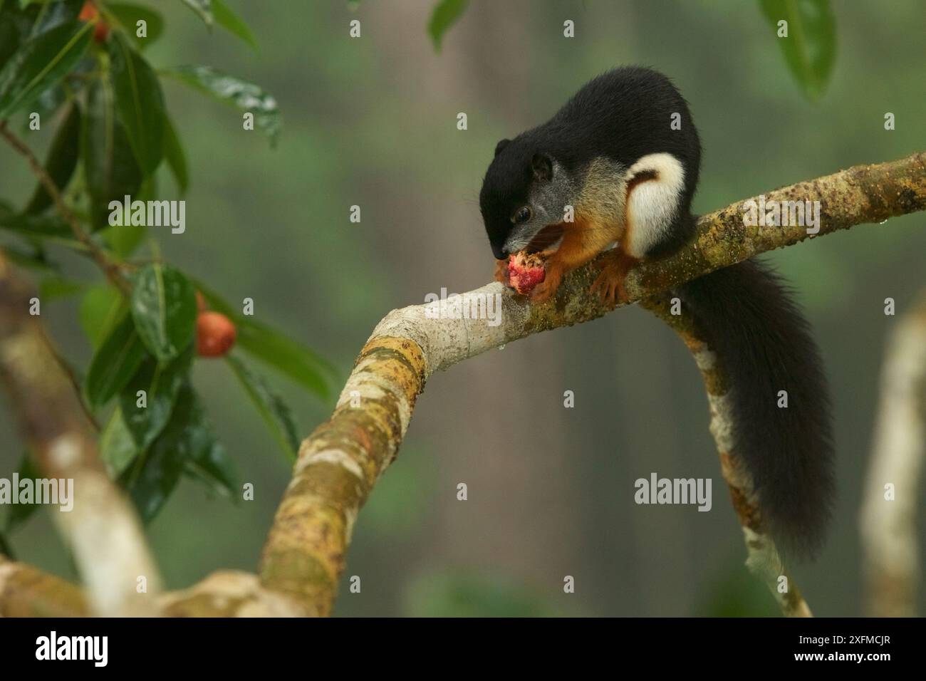 Prevost's squirrel (Callosciurus prevostii) feeding on fig from the ...