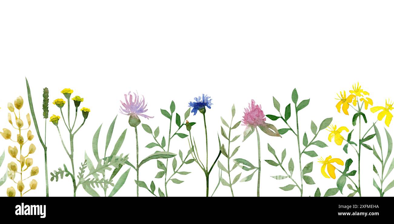 Watercolor seamless border with wildflowers and branches of grass. Hand ...