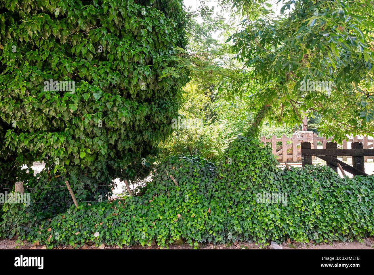 A lush green hedge with ivy growing on it. The hedge is next to a fence ...