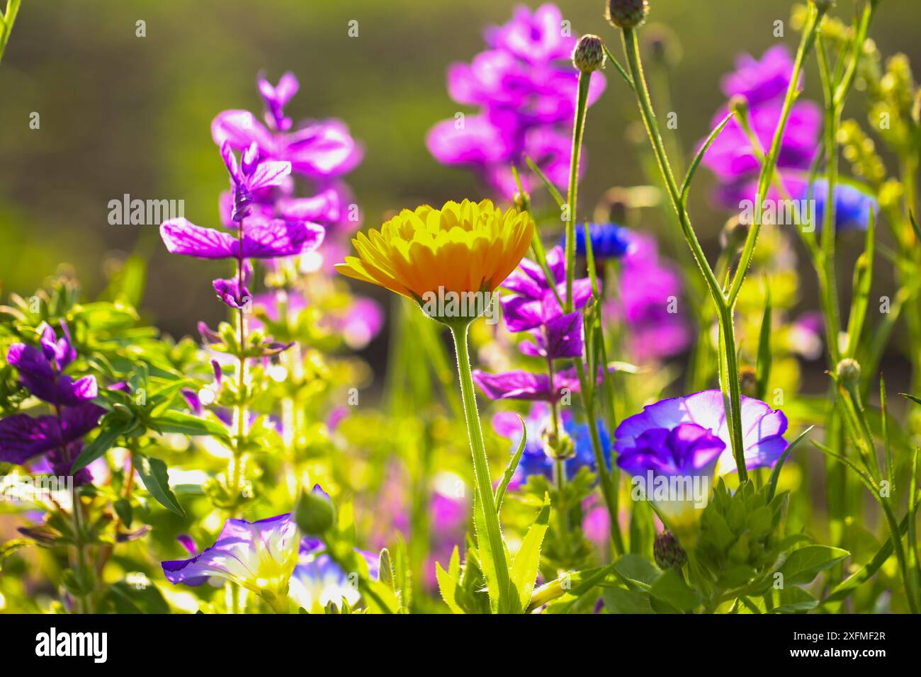 Watercolor wildflowers blue hi-res stock photography and images - Alamy