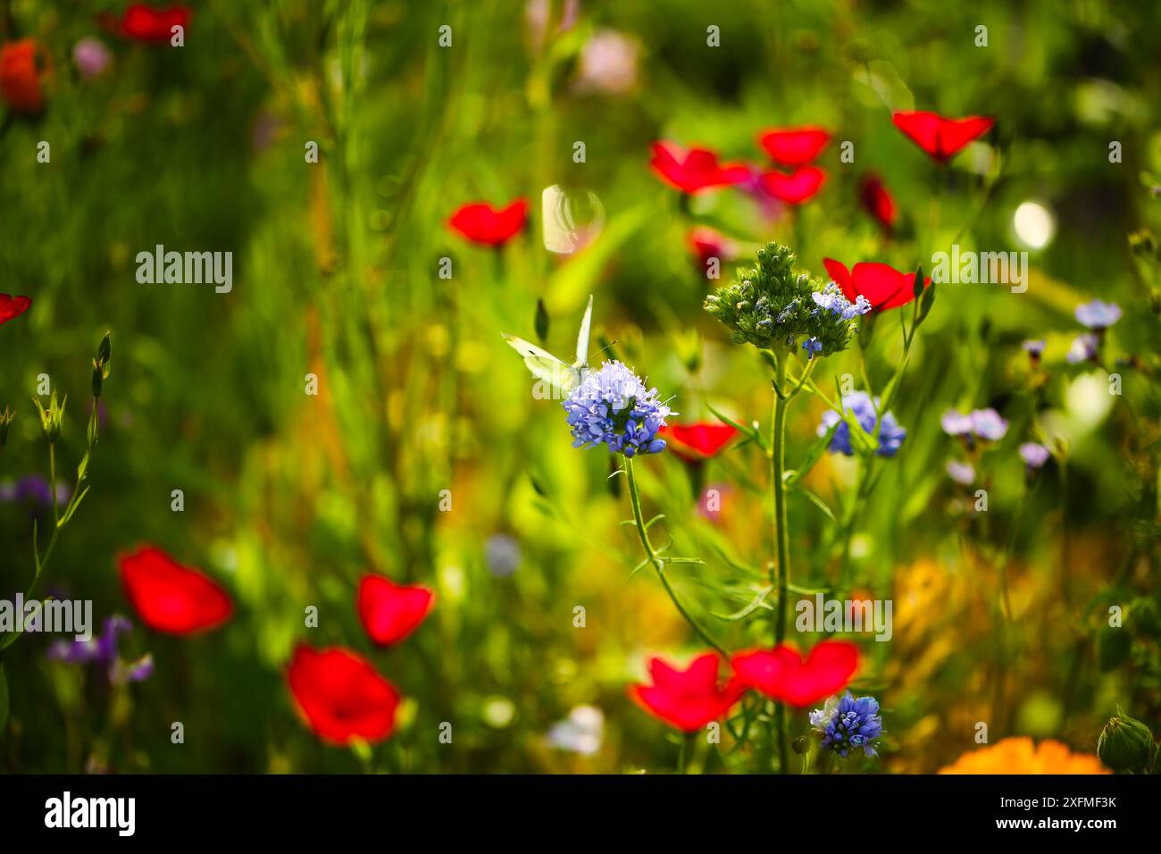 Hand drawn wildflower card hi-res stock photography and images - Alamy