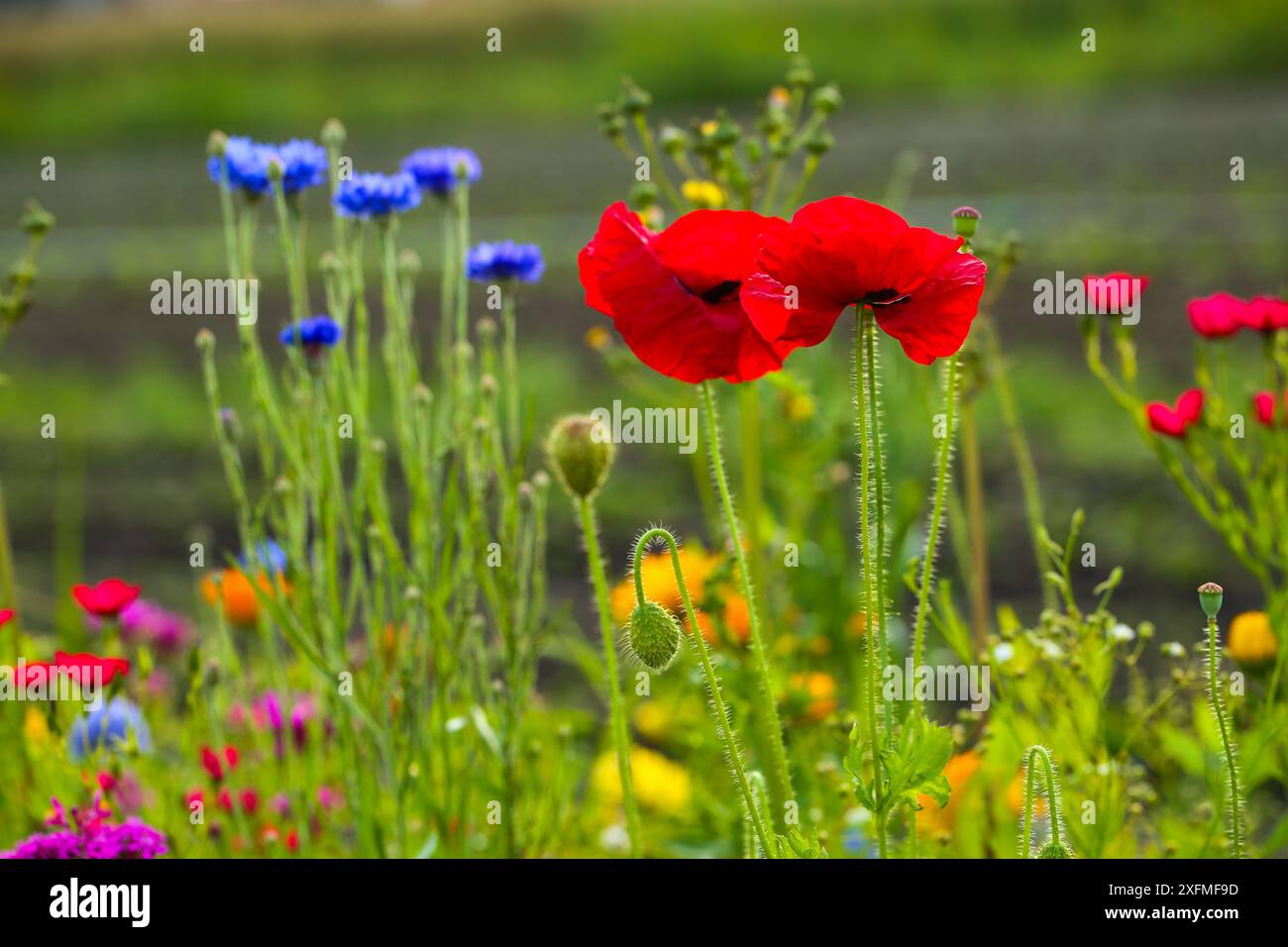 red poppies beetween wildflowers in a summer meadow Stock Photo - Alamy