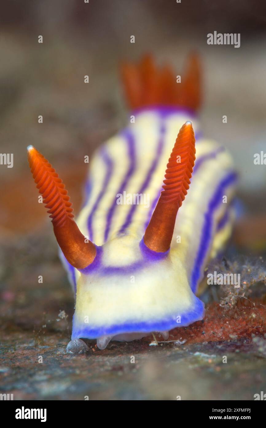 Nudibranch (Hypselodoris maridadilus) moving over the seabed. Seraya, Tulamben, Bali, Indonesia. Java Sea. Stock Photo