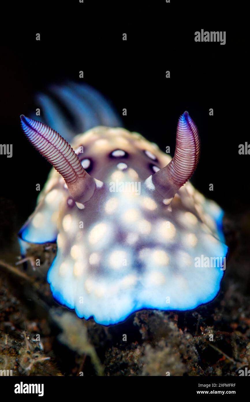 Nudibranch (Goniobranchus hintuanensis). Seraya, Tulamben, Bali, Indonesia. Java Sea. Stock Photo