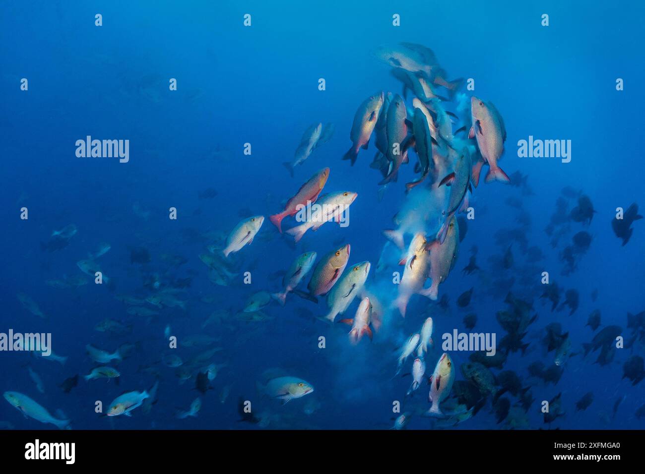 Bohar snappers (Lutjanus bohar) breaking up into smaller groups to spawn close to full moon. The fish swim short arches above the main group as they release clouds of gametes (eggs from the female, sperm from the males). Shark City, Ulong, Rock Islands, Palau. Tropical Pacific Ocean. Stock Photo