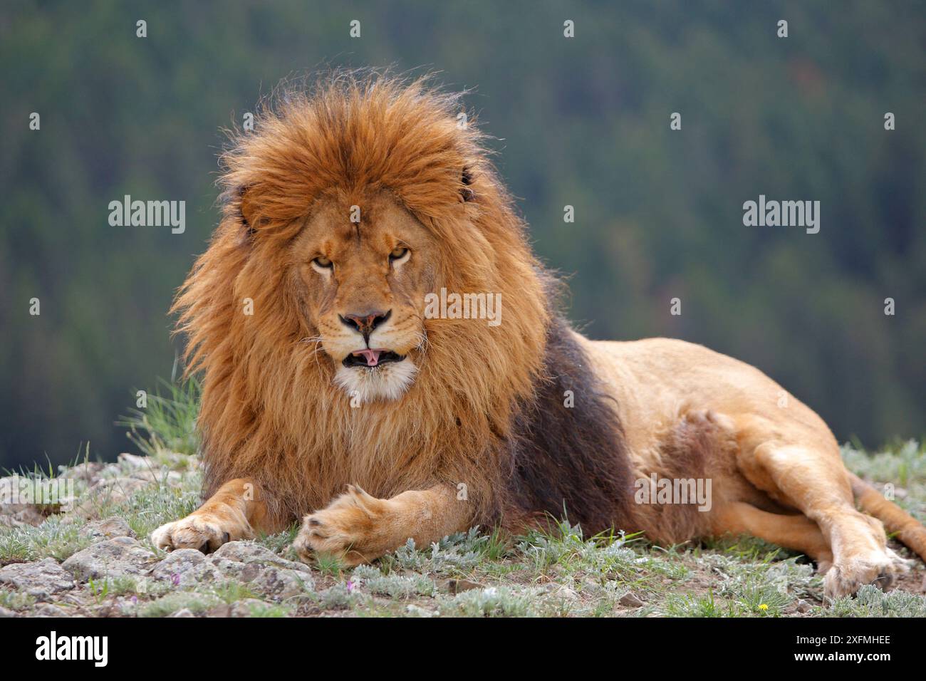Captive african lions panthera hi-res stock photography and images - Alamy