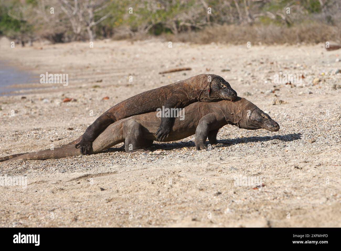 Komodo dragon (Varanus komodoensis) pair mating, Rinca Island
