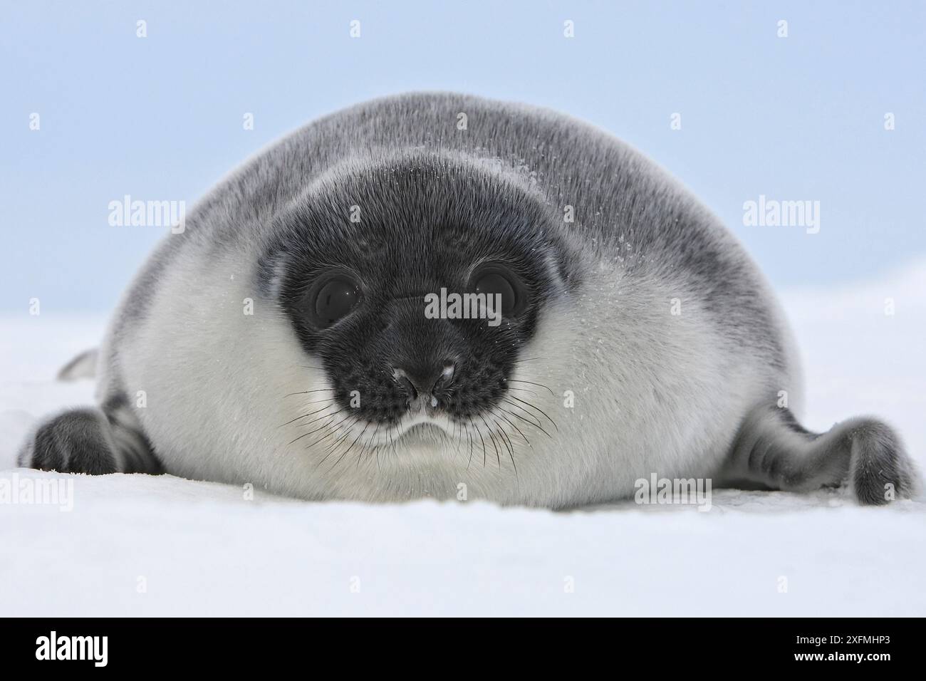 Hooded seal (Cystophora cristata), pup age four days, Magdalen Islands ...