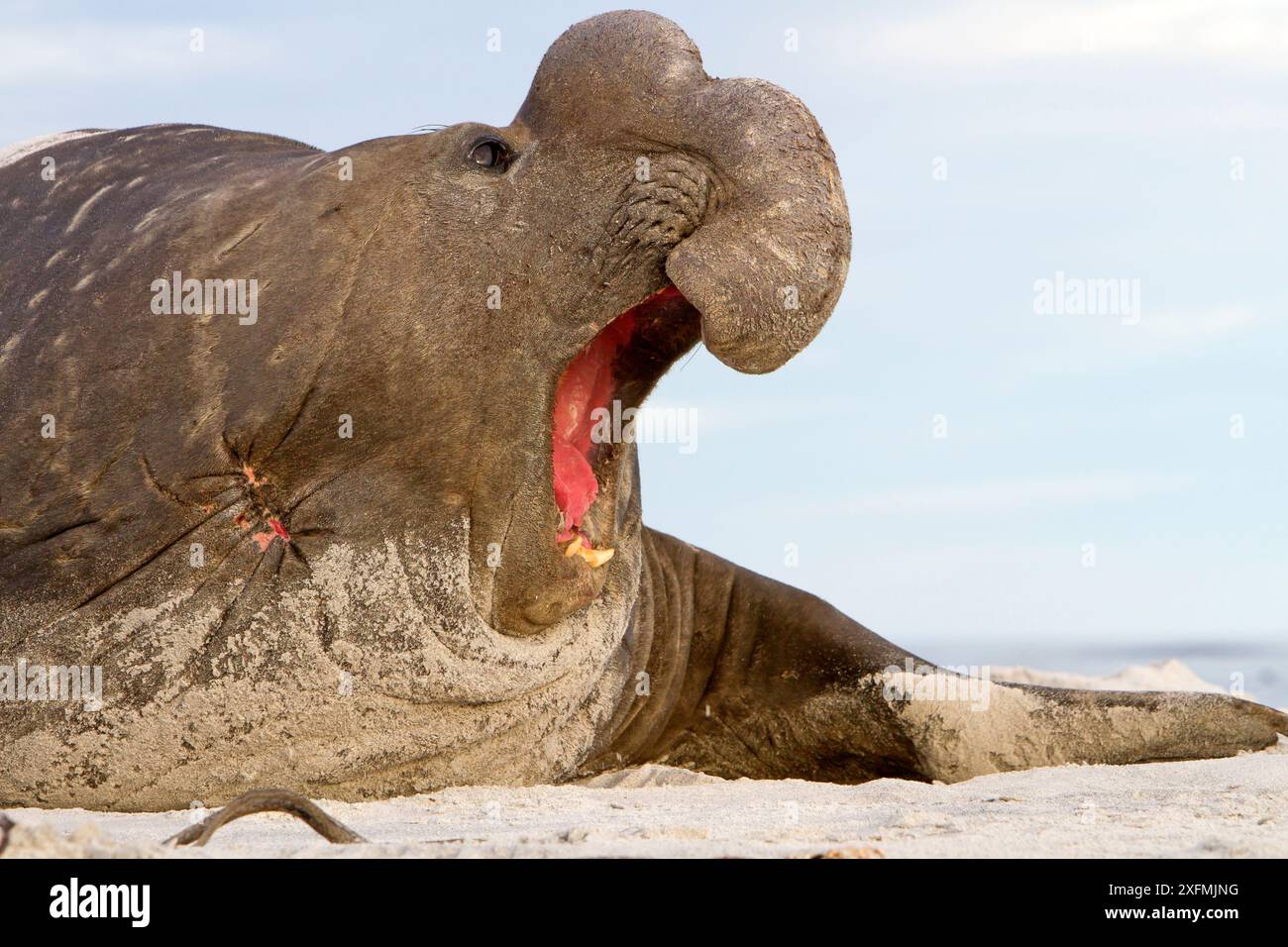 southern-elephant-seal-mirounga-leonina-dominant-male-sea-lion