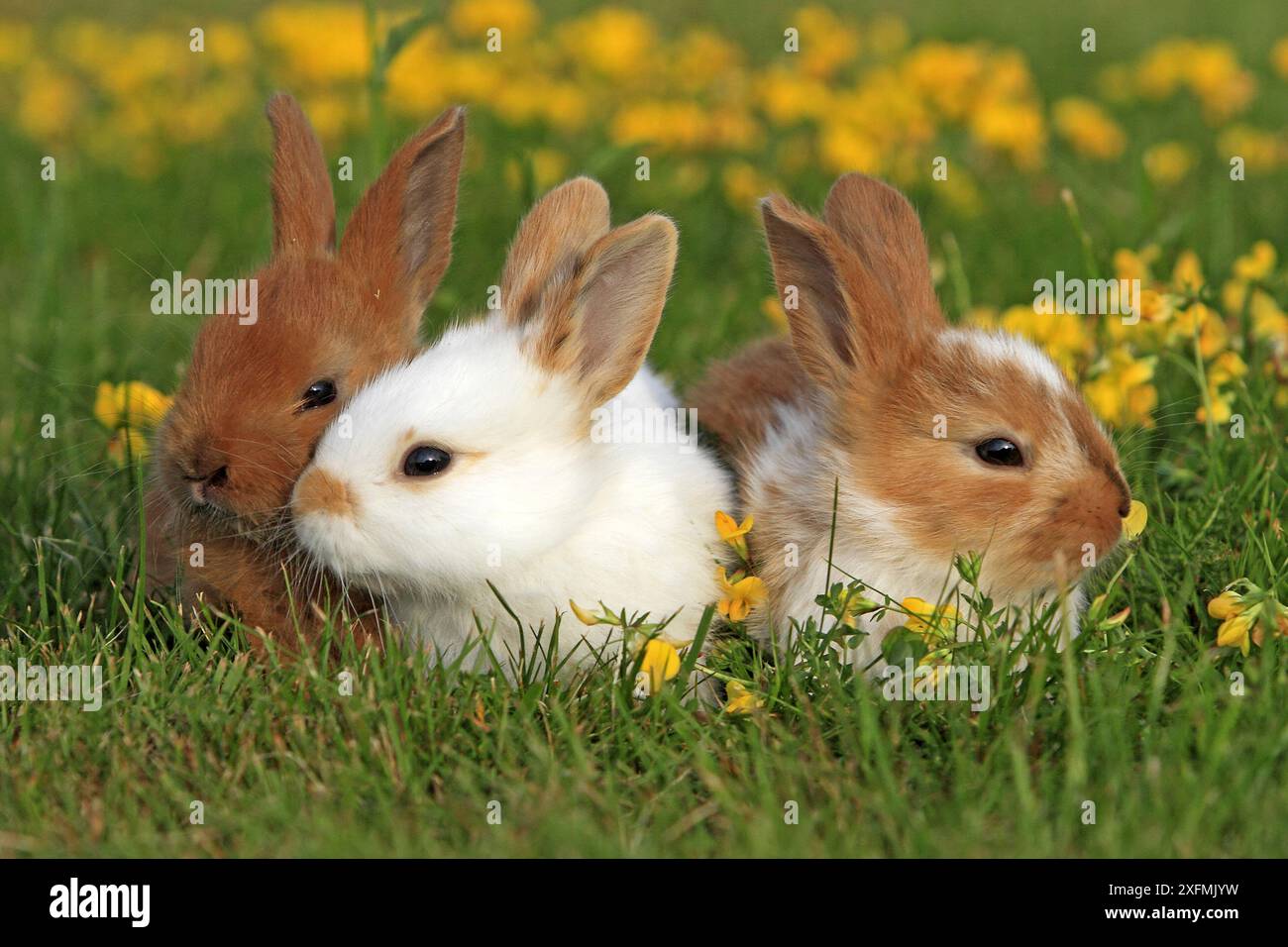 Three domestic rabbit kits in the flowers, Alsace, France, July Stock ...