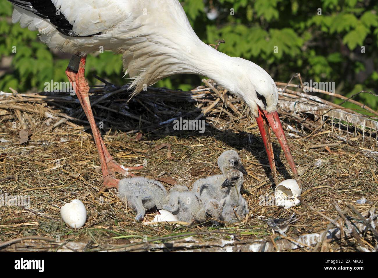 Removing egg shell from nest hi-res stock photography and images - Alamy