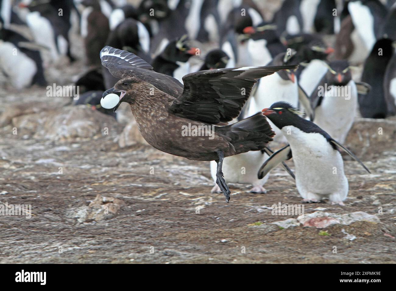 Predating Falkland skua (Catharacta antarctica), adult predating an egg in a ...