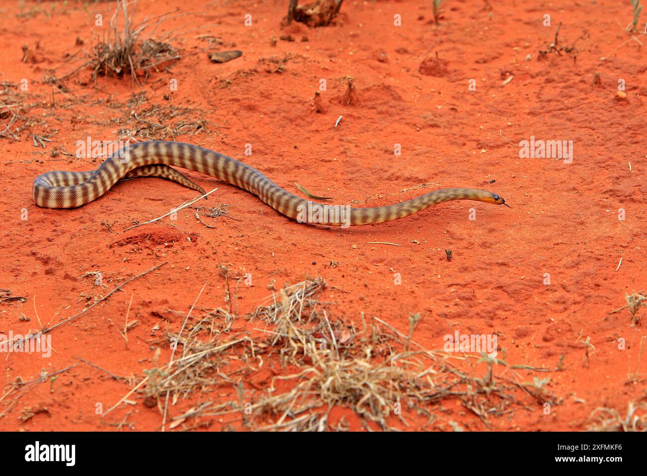 Python's Alice Springs Woma python (Aspidites ramsayi), on ground, Alice Springs, Northern ...