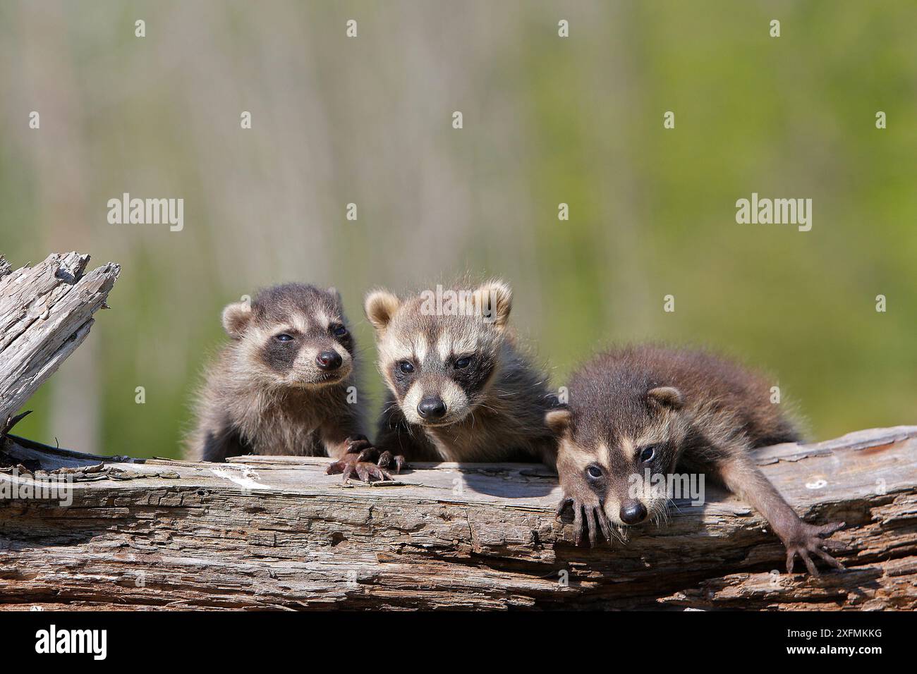 Three racoons hi-res stock photography and images - Alamy