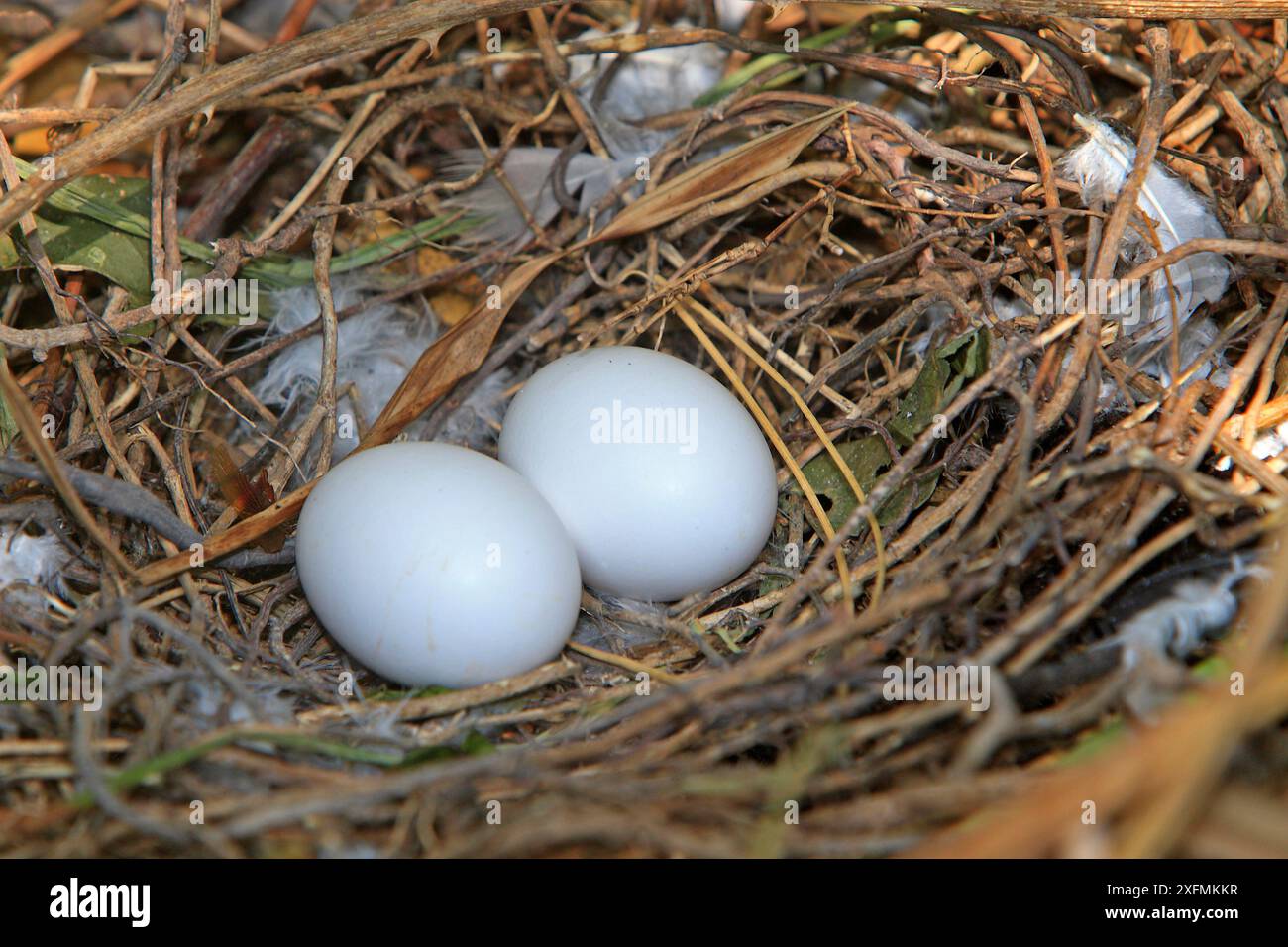 wood-pigeon-columba-palumbus-nest-with-two-eggs-alsace-france