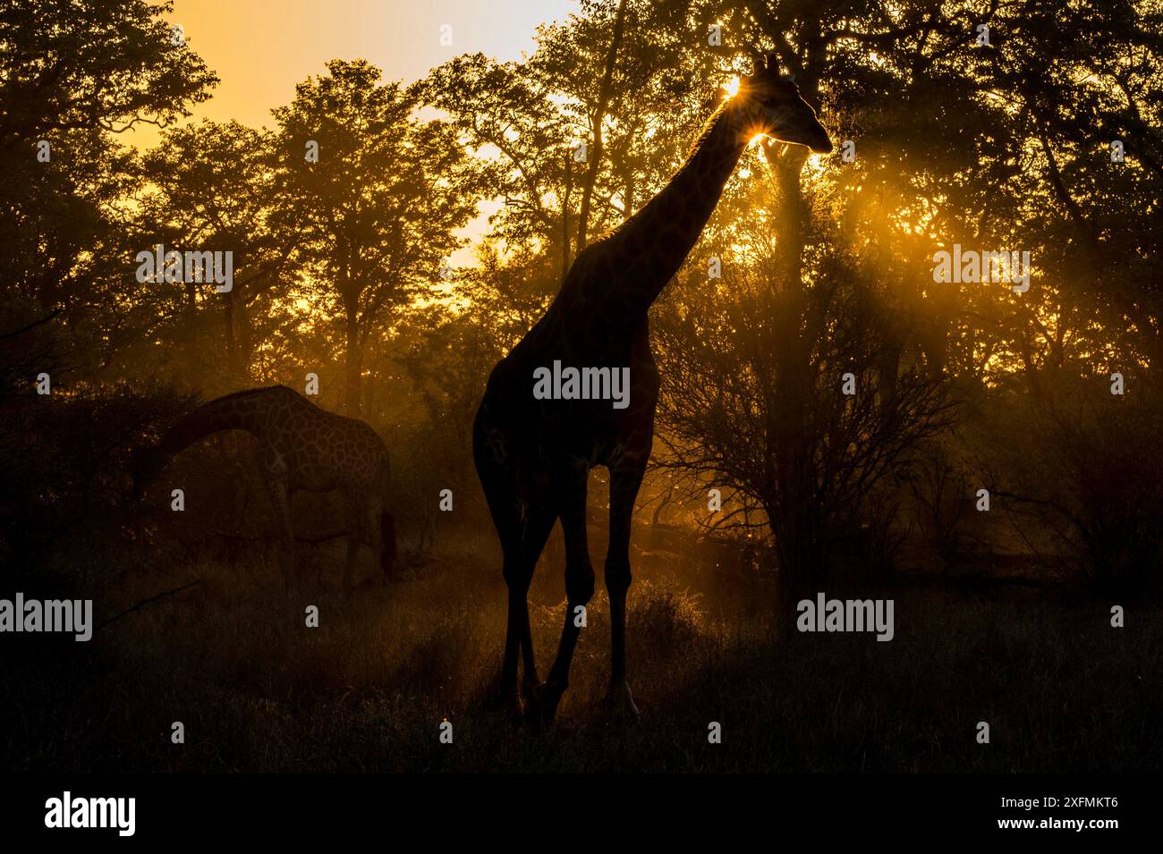 Golden giraffe hi-res stock photography and images - Alamy