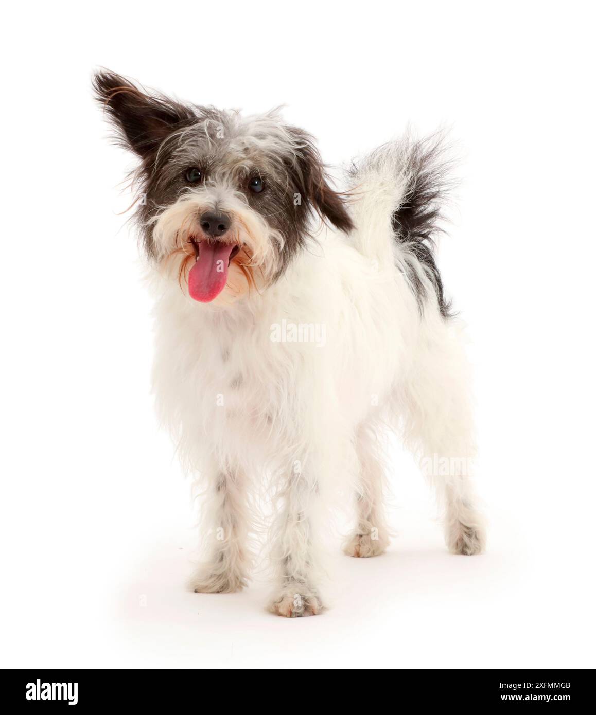 Black-and-white Jackapoo dog standing Stock Photo - Alamy