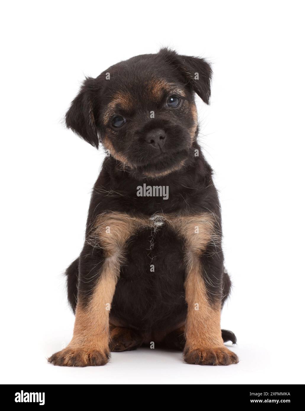 Border Terrier puppy, age 5 weeks. Stock Photo