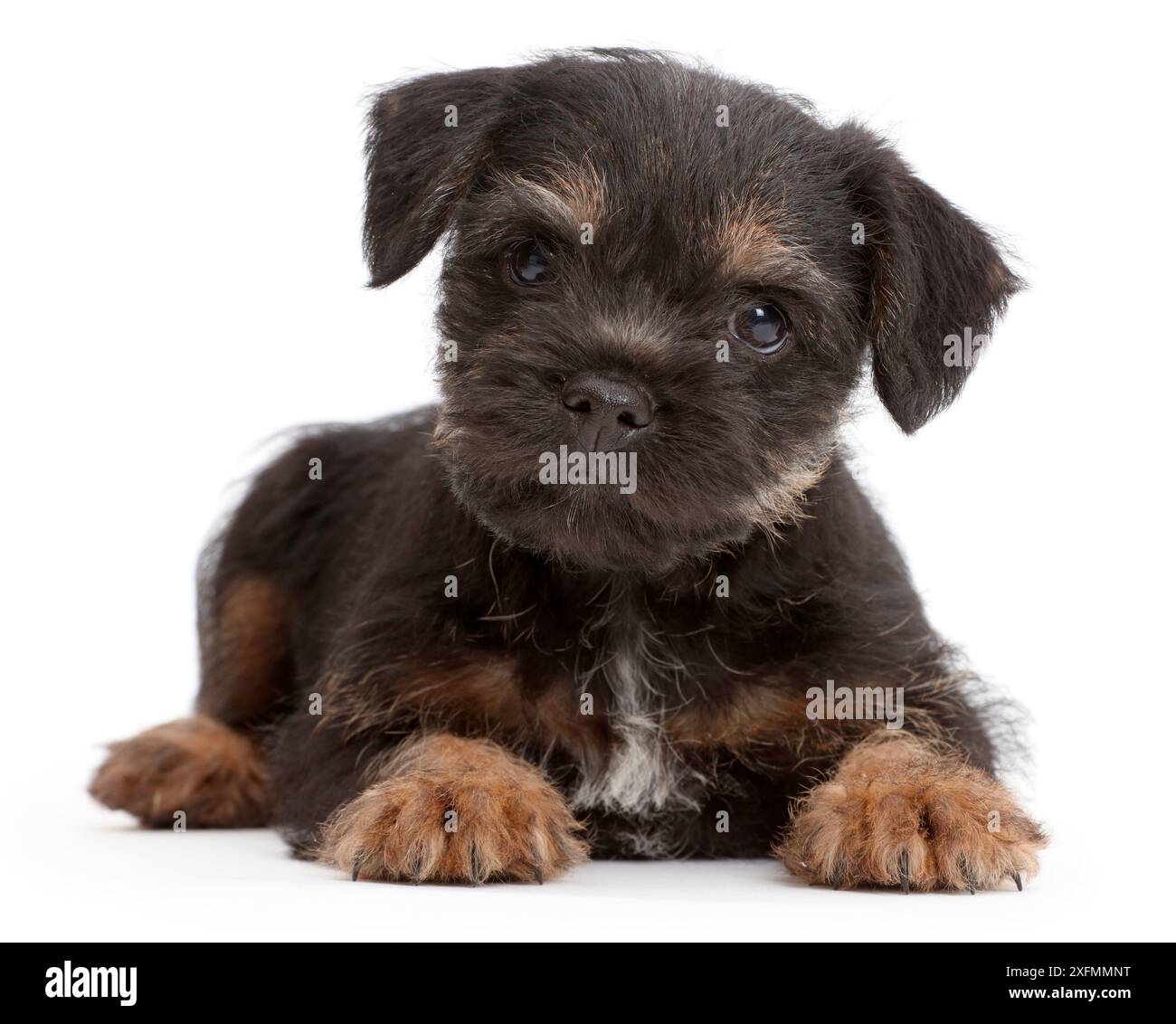 Border Terrier puppy, age 8 weeks. Stock Photo