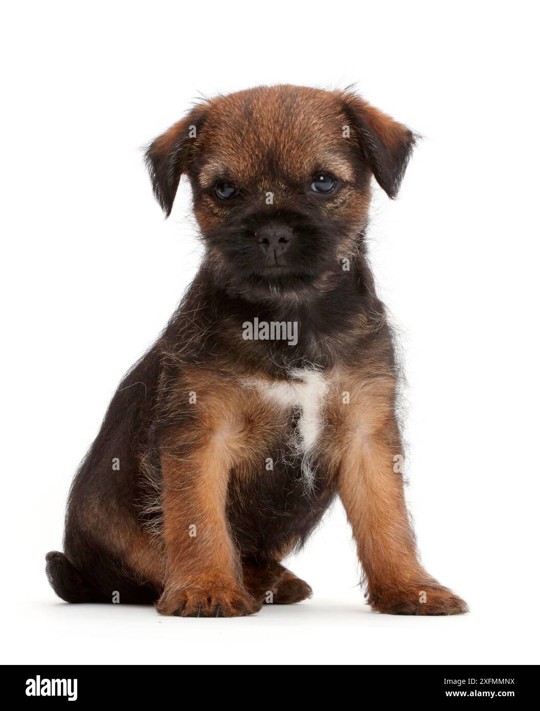 Border Terrier puppy, age 8 weeks. Stock Photo