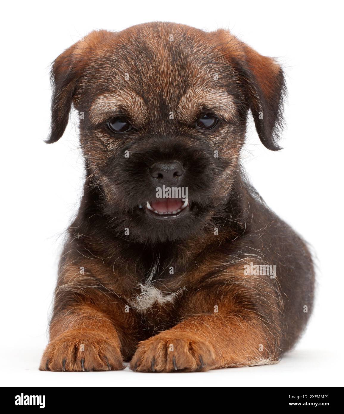 Border Terrier puppy, age 8 weeks. Stock Photo