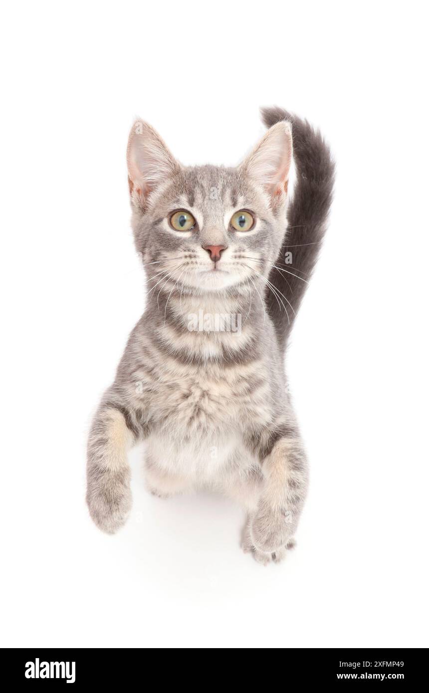 Grey tabby kitten standing and begging. Stock Photo