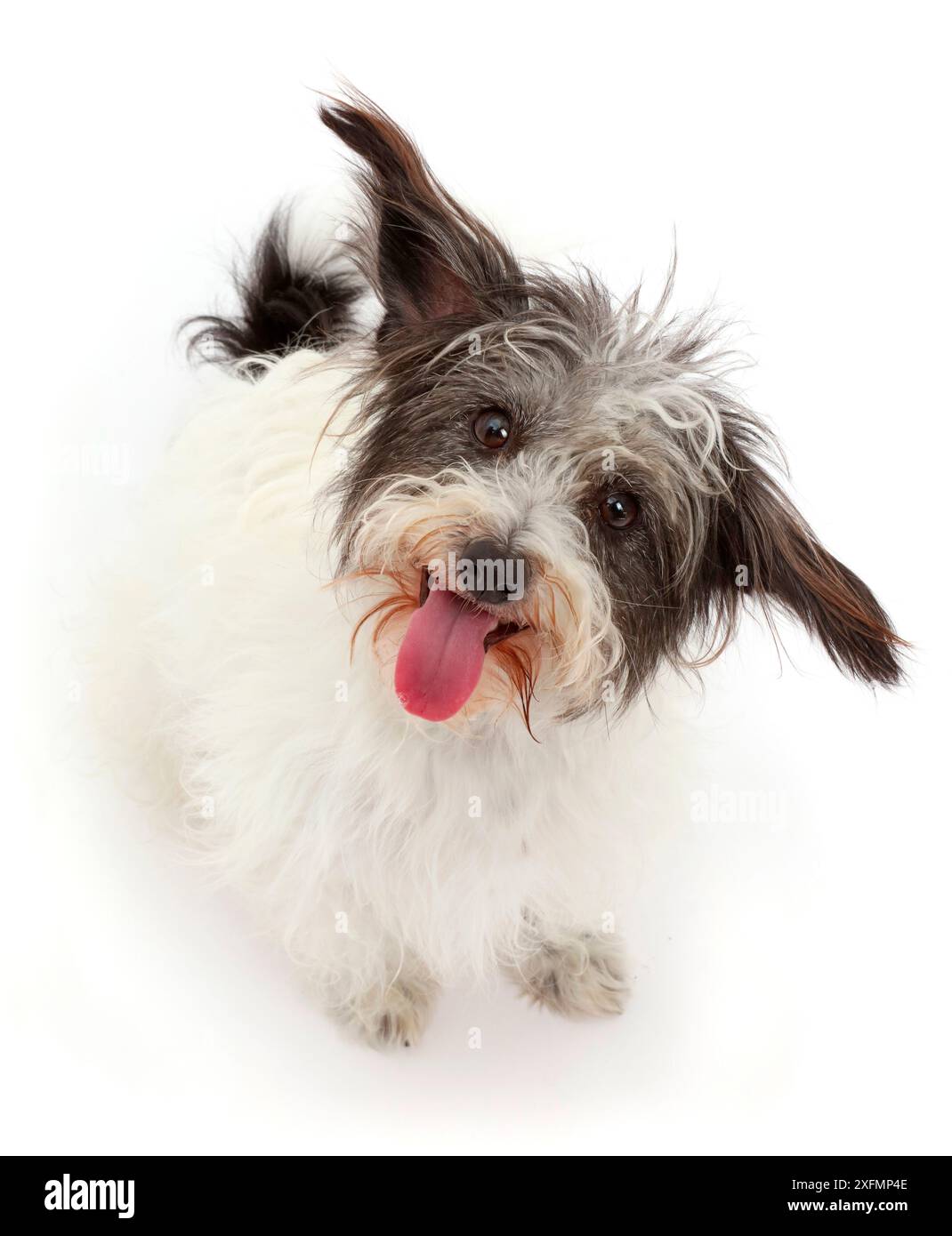 View black white dog hi-res stock photography and images - Alamy