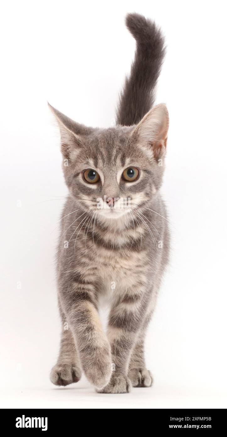 Grey tabby kitten walking. Stock Photo