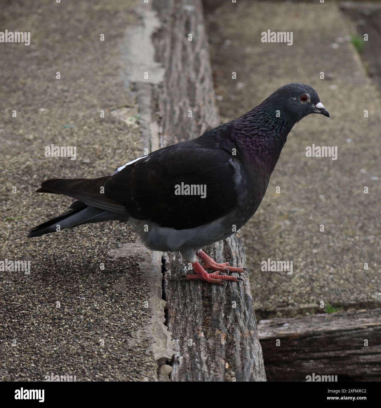 Profile picture frame hi-res stock photography and images - Alamy