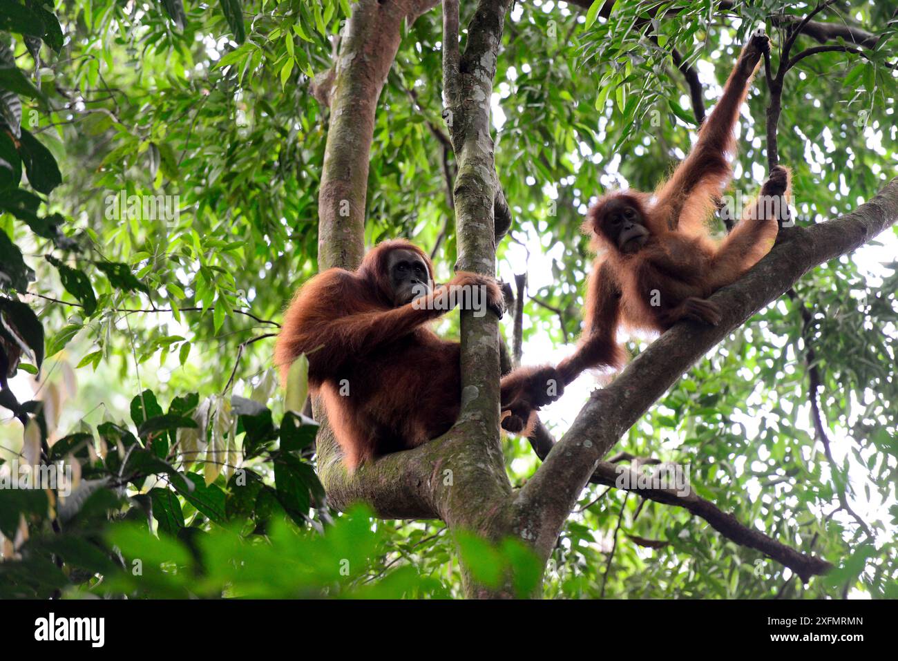 Sumatran orangutan (Pongo abelii) female holding hands with infant ...