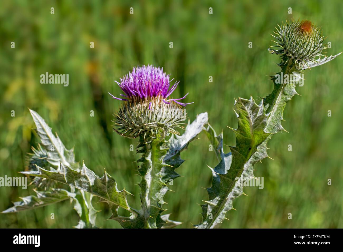 Cotton thistle / Scotch thistle (Onopordum acanthium) in flower, Belgium, July Stock Photo