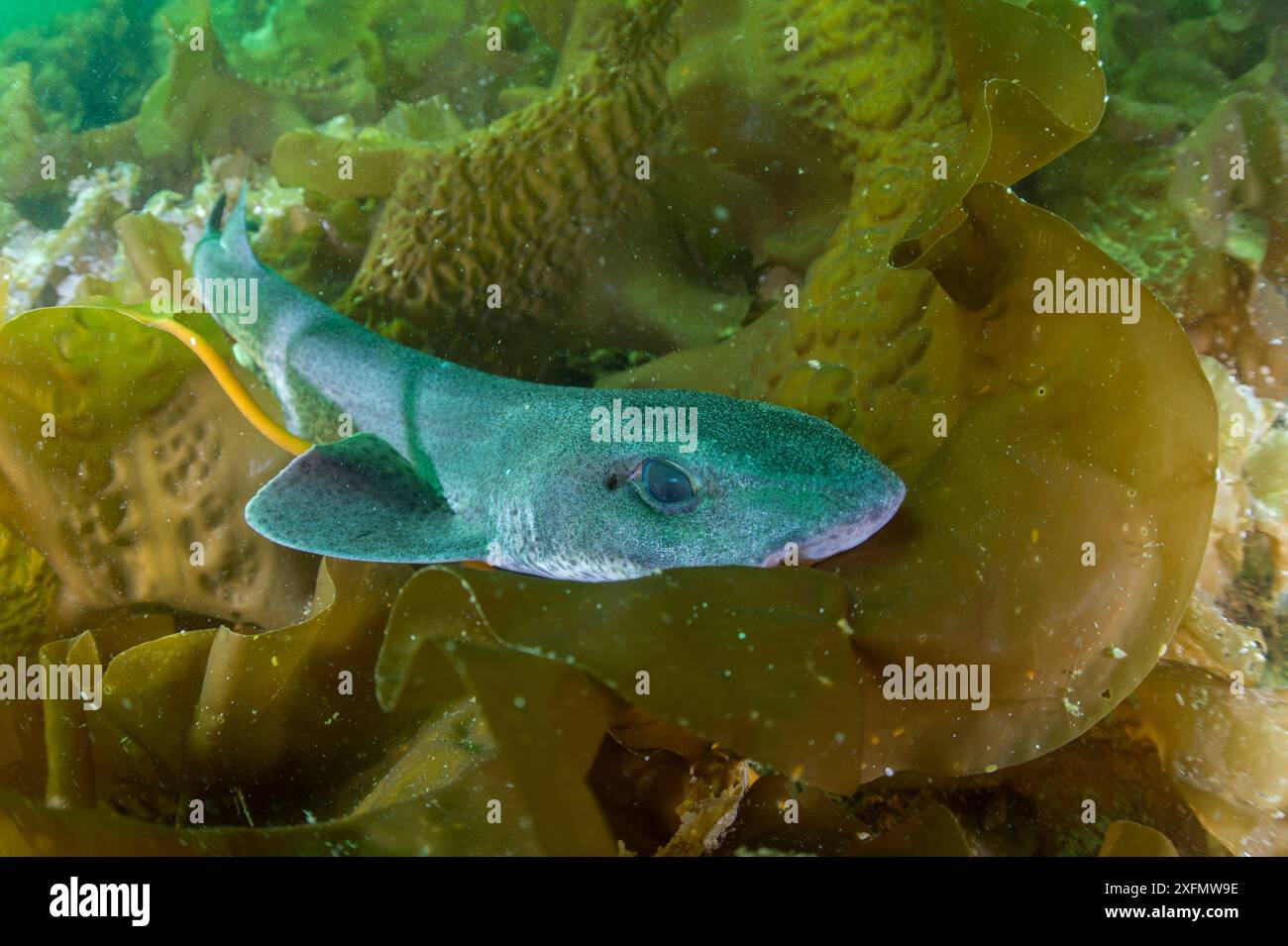 Lesser spotted catshark / Dogfish shark (Scyliorhinus canicula) amongst