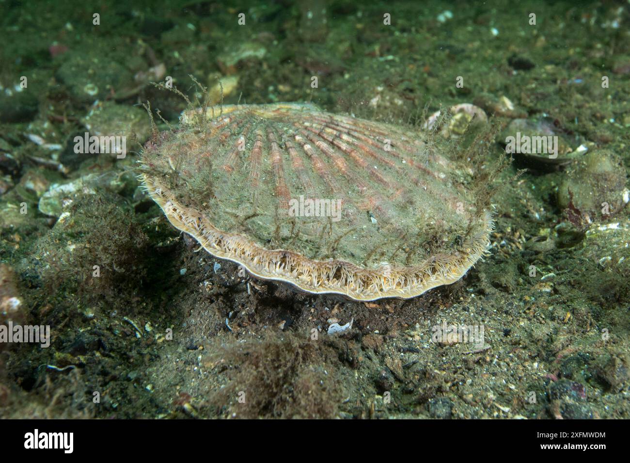 King scallop (Pecten maximus) with bryozoan on the shell, South Arran Marine Protected Area, Isle of Arran, Scotland, UK, August. Stock Photo