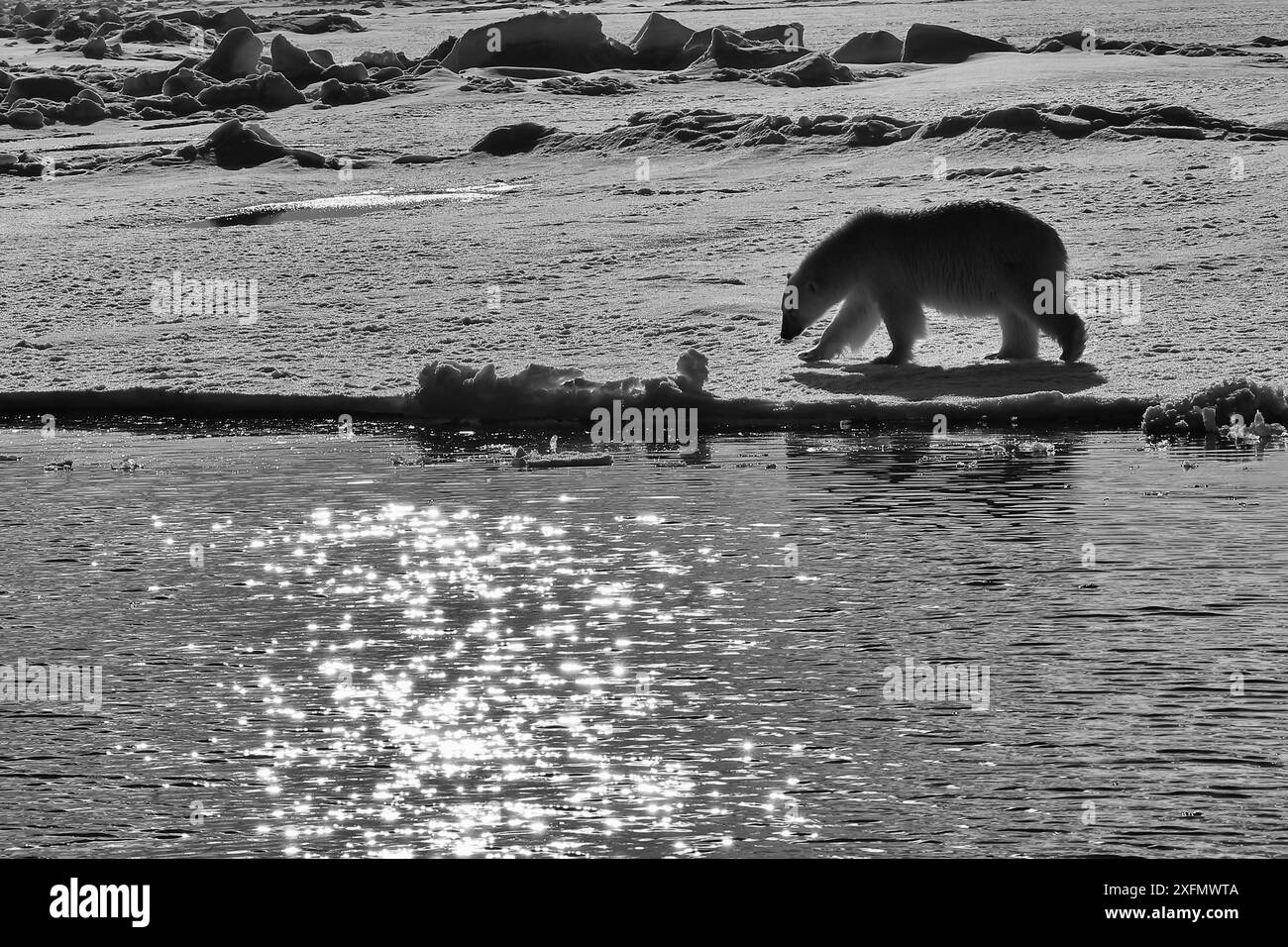 Polar bears arctic norway Black and White Stock Photos & Images - Alamy