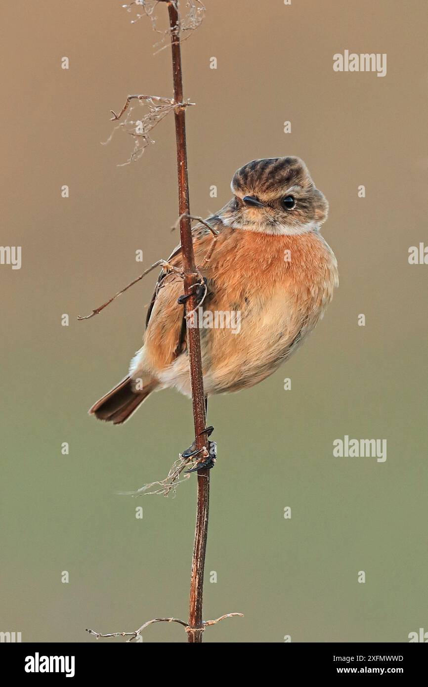 Female european stonechat uk hi-res stock photography and images - Alamy