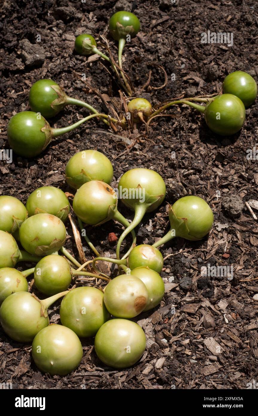 Mandrake, Mandragora Officinarum, Fruiting Stock Photo