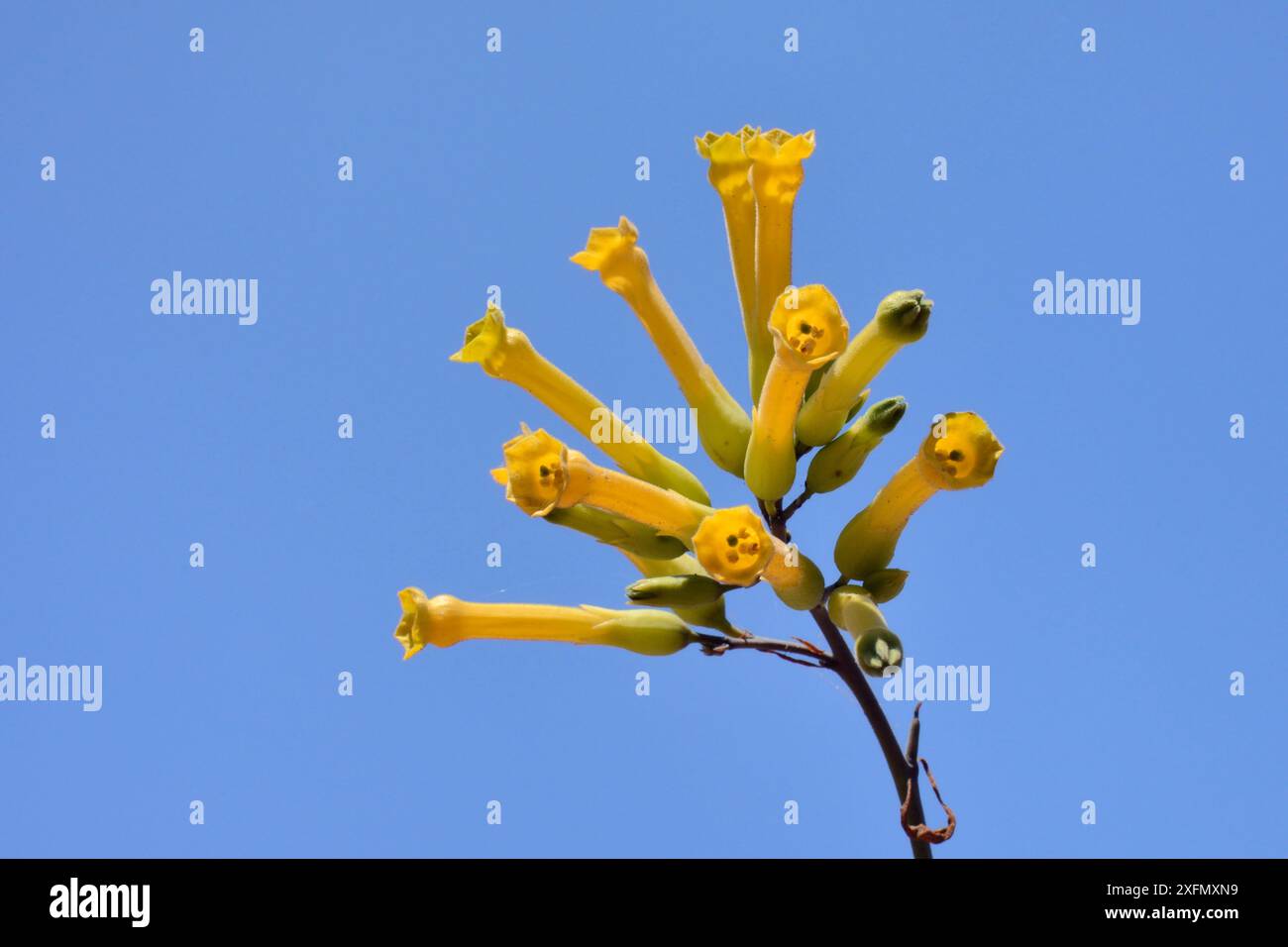 Tree tobacco (Nicotiana glauca), an invasive species from South America flowering, Gran Canaria UNESCO Biosphere Reserve, Gran Canaria, Canary Islands, June. Stock Photo